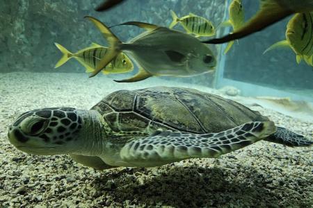 Сокровище Красного моря: два аквариума