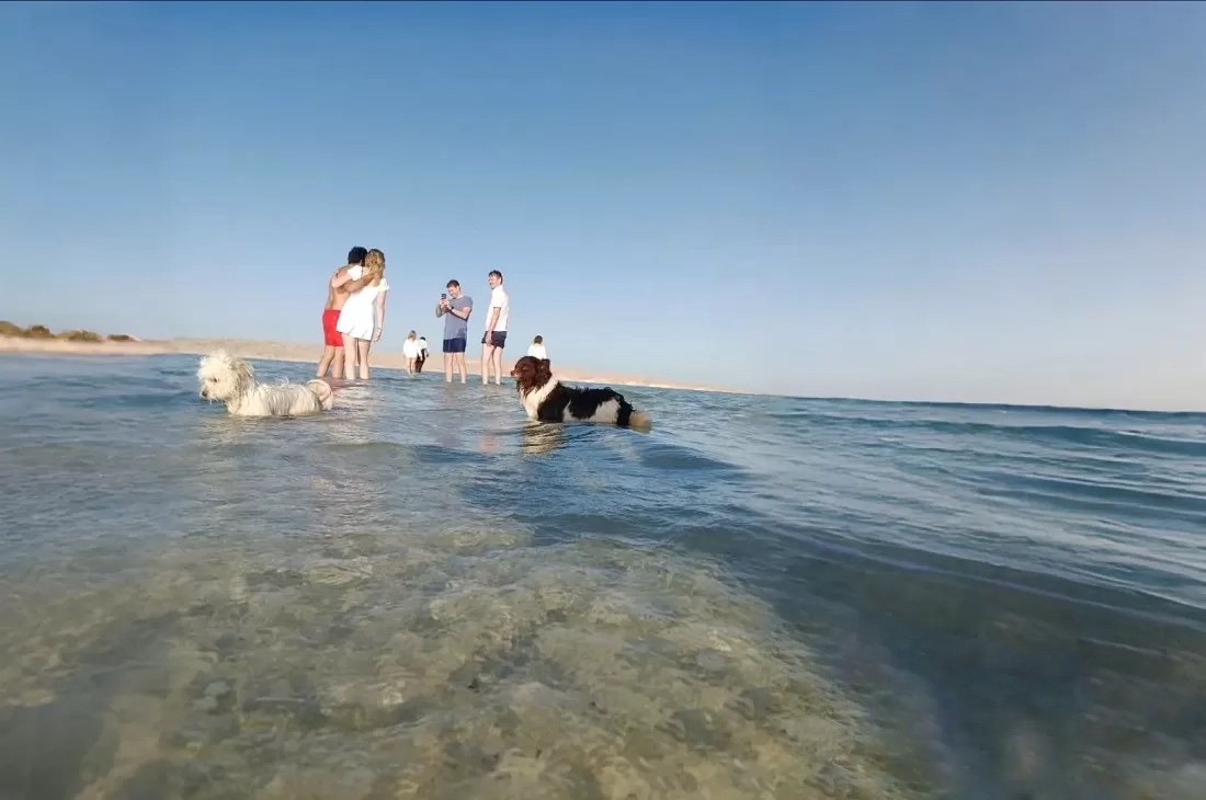 4Лодка с прозрачным дном, Белый остров и снорклинг в Хургаде
