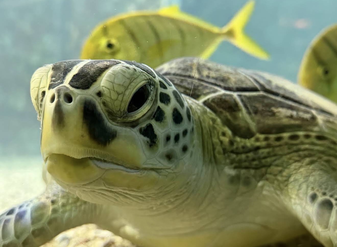 3Сокровище Красного моря: два аквариума