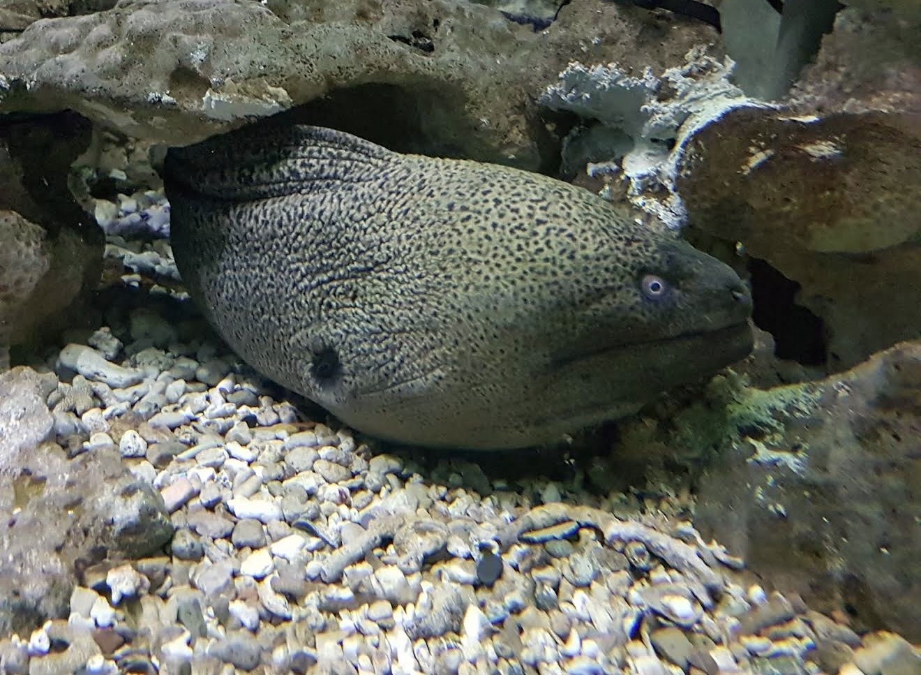 4Сокровище Красного моря: два аквариума