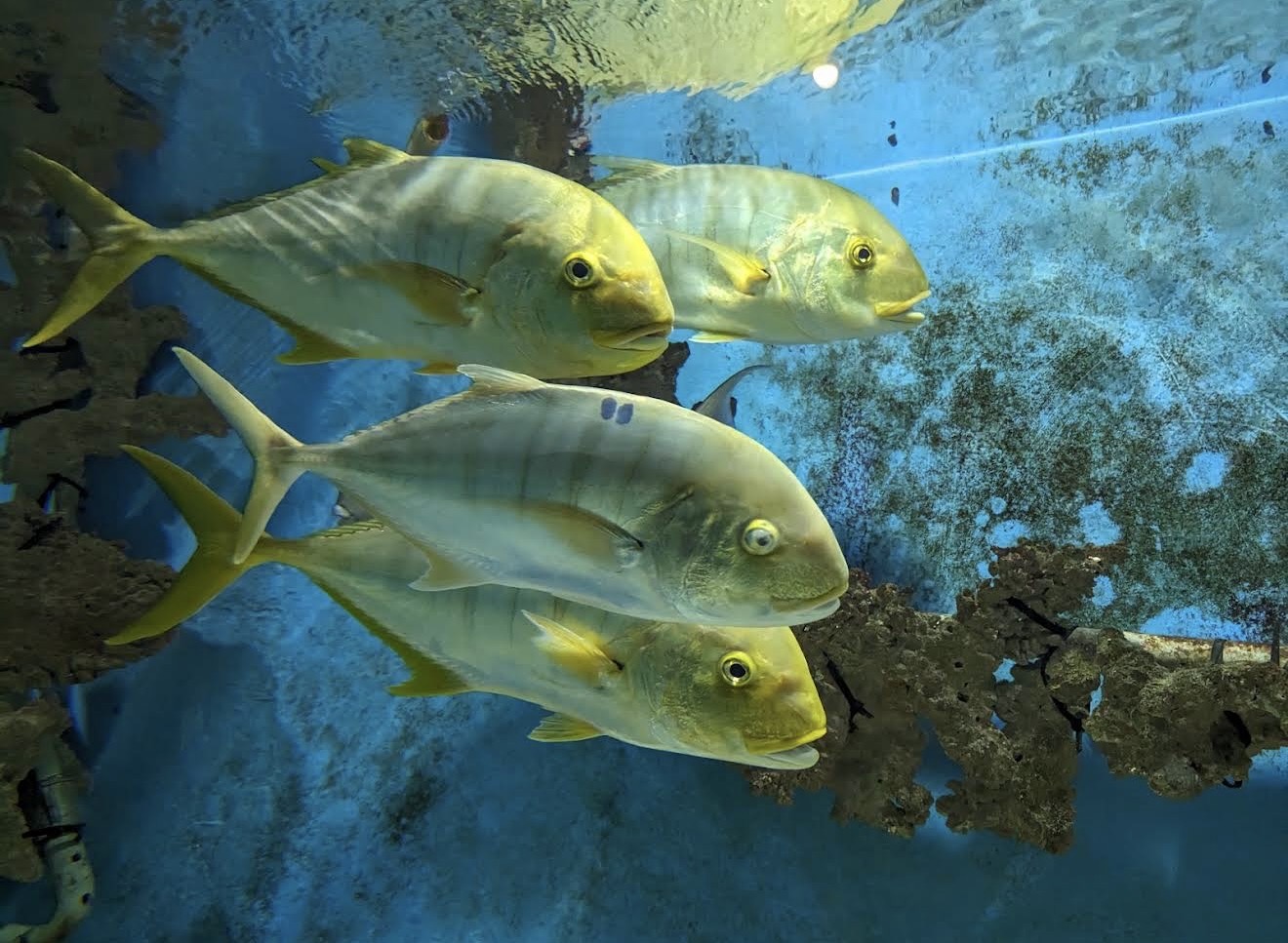 5Сокровище Красного моря: два аквариума