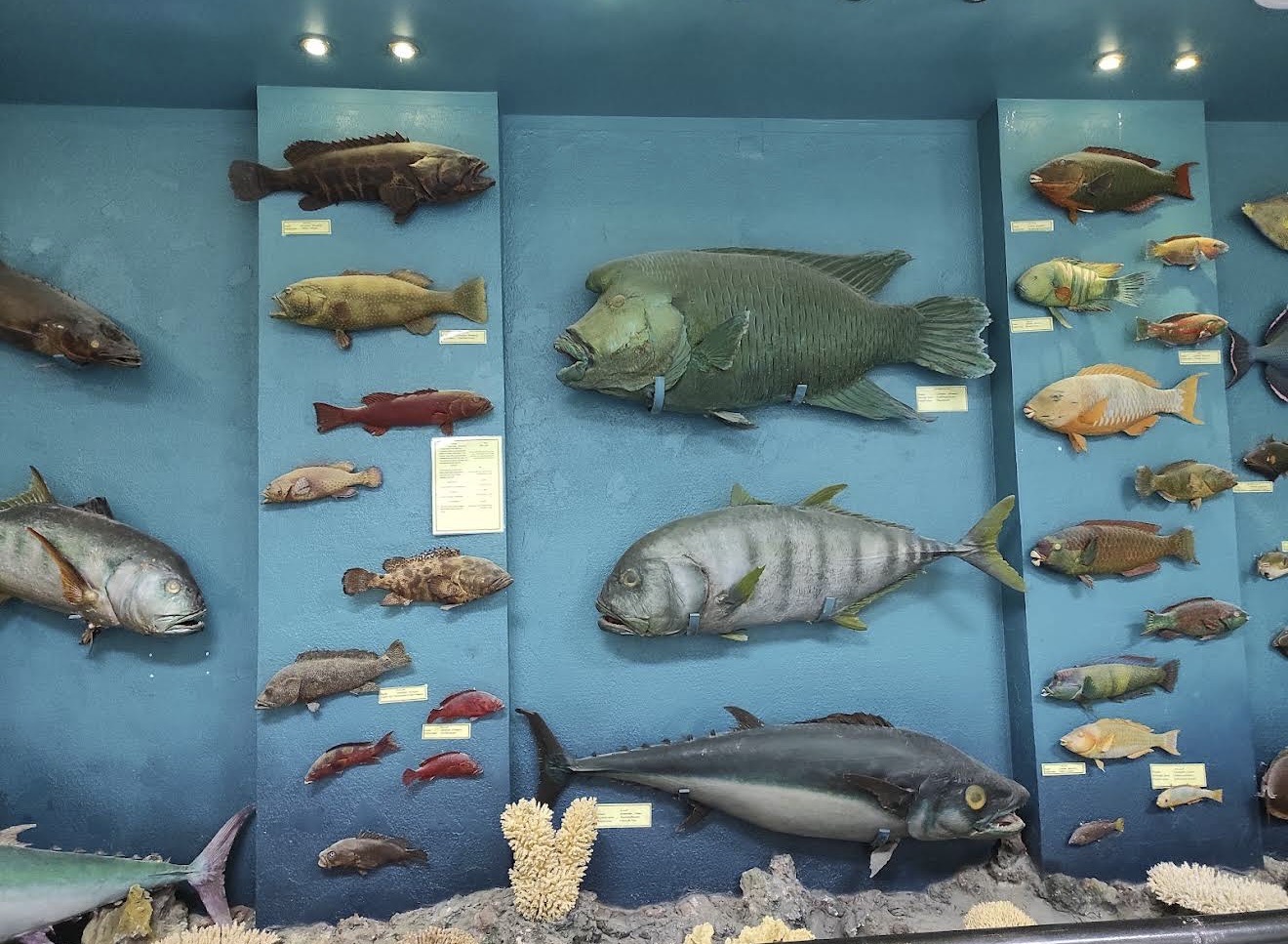10Сокровище Красного моря: два аквариума